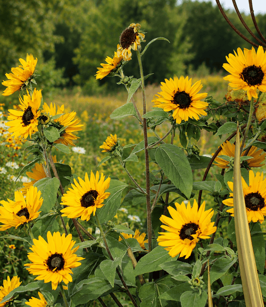 Sunflower - Japanese Silverleaf Curious FLora and Perennials