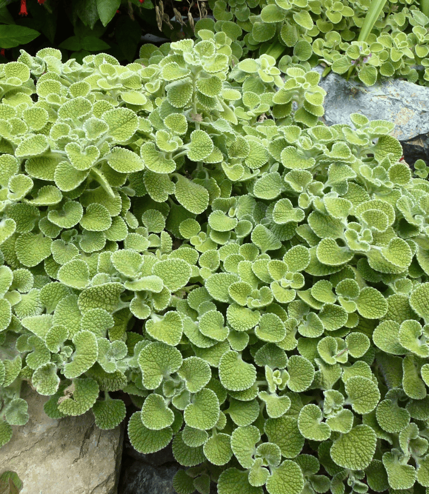 Marrubium supinum Curious FLora and Perennials