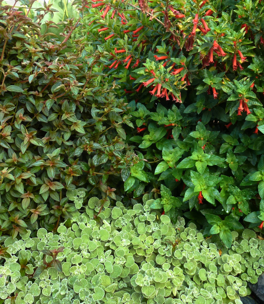 Marrubium supinum Annie's Annuals Annie's Annuals and Perennials