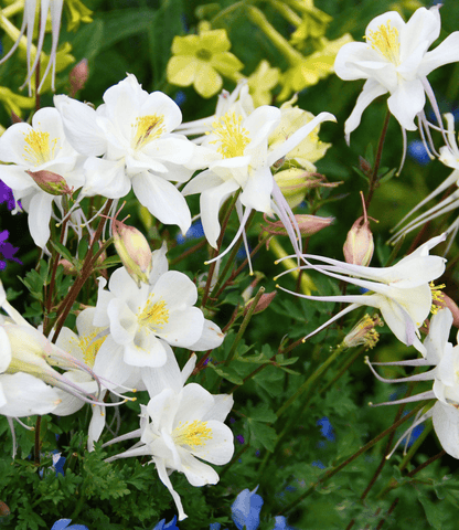 Aquilegia caerulea - Krystal Curious FLora and Perennials