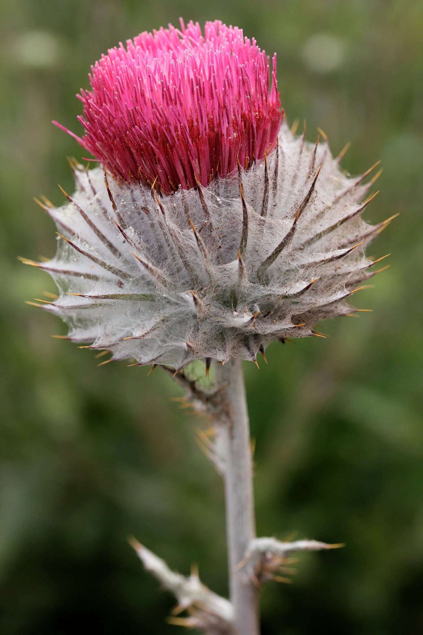 Cirsium occidentale Annie's Annuals Annie's Annuals and Perennials