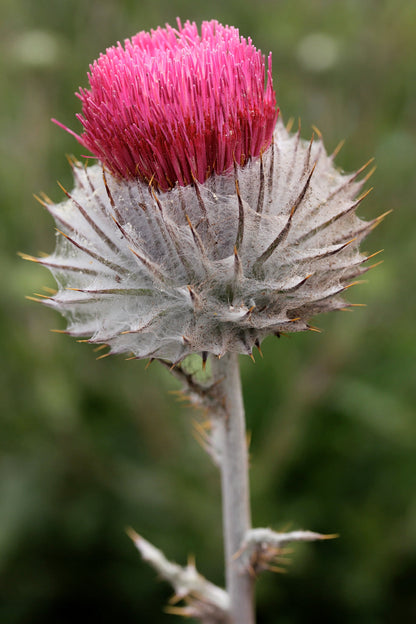 Cirsium occidentale Annie's Annuals Annie's Annuals and Perennials