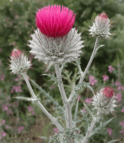 Cirsium occidentale Curious FLora and Perennials