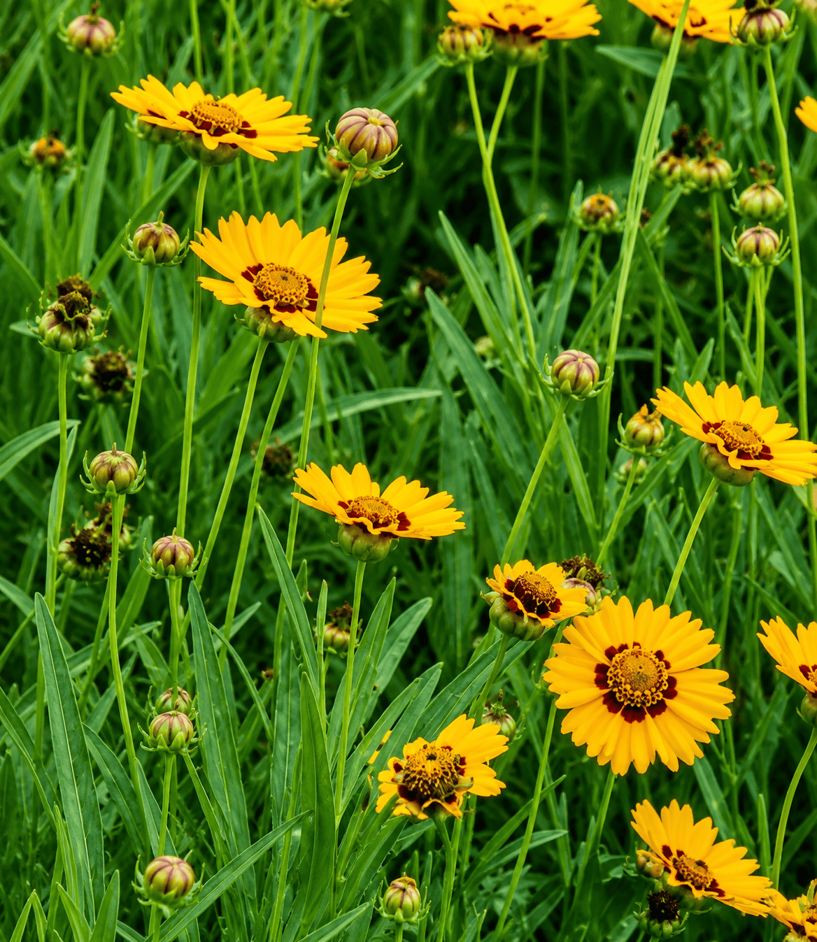 Coreopsis grandiflora - Sunfire Curious FLora and Perennials