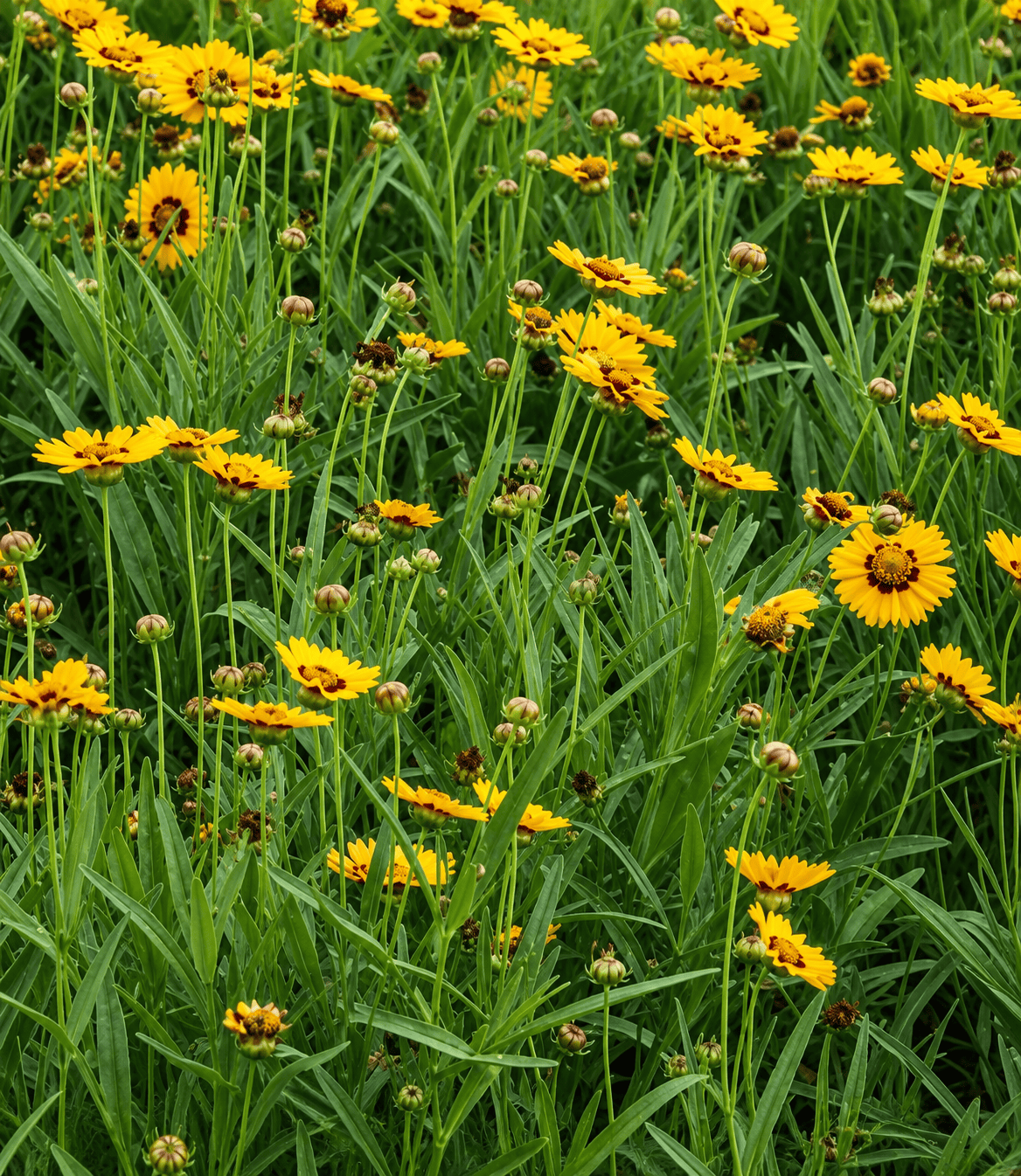Coreopsis grandiflora - Sunfire Annie's Annuals Annie's Annuals and Perennials