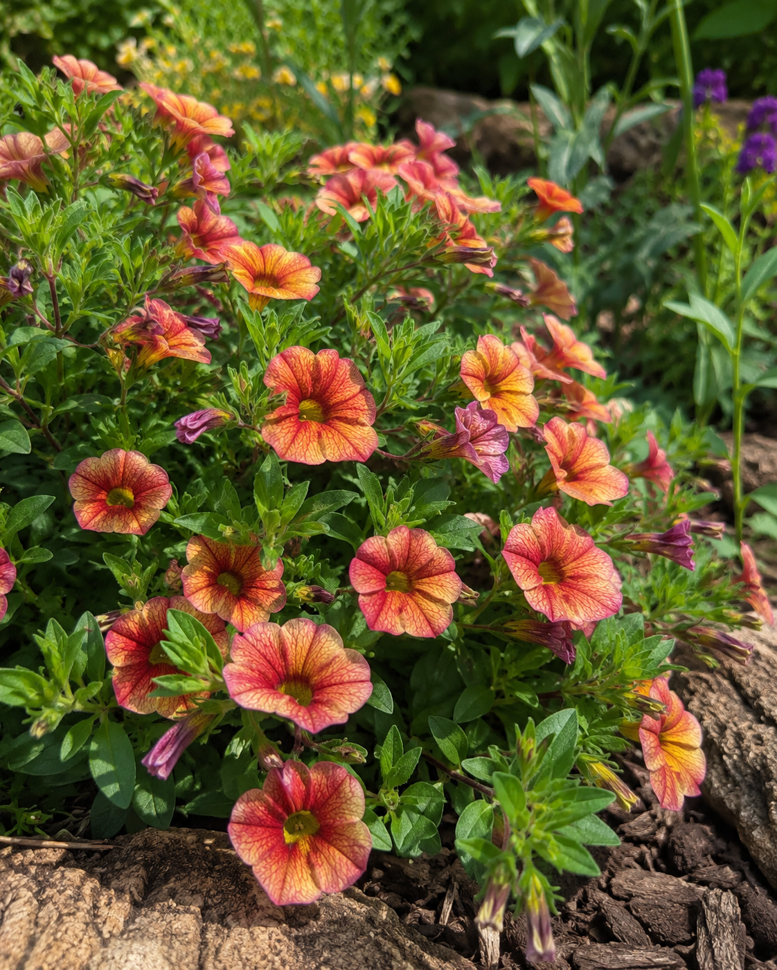 Calibrachoa 'Minifamous Uno Ember Eclipse' | Trailing Calibrachoa | Annie's Annuals Annie's Annuals Annie's Annuals and Perennials
