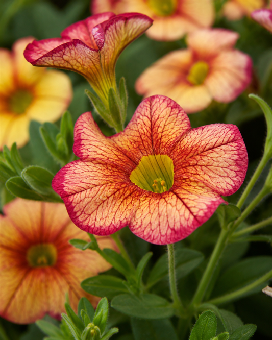 Calibrachoa 'Minifamous Uno Ember Eclipse' | Trailing Calibrachoa | Annie's Annuals Annie's Annuals Annie's Annuals and Perennials