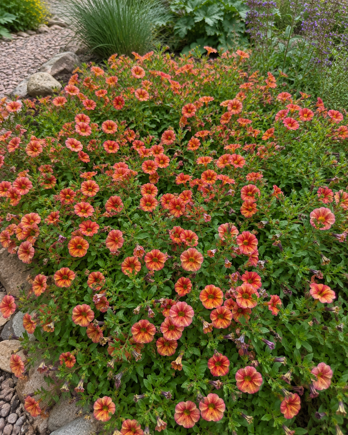 Calibrachoa 'Minifamous Uno Ember Eclipse' | Trailing Calibrachoa | Annie's Annuals Annie's Annuals Annie's Annuals and Perennials