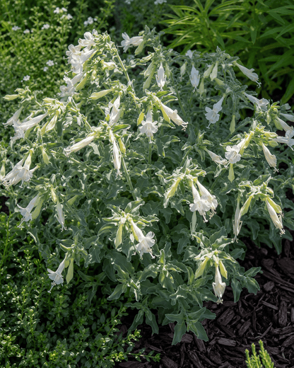 Epilobium 'Summer Snow' | White California Fuchsia | Annie's Annuals Annie's Annuals Annie's Annuals and Perennials