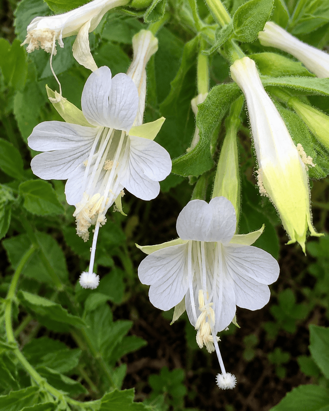 Epilobium 'Summer Snow' | White California Fuchsia | Annie's Annuals Annie's Annuals Annie's Annuals and Perennials