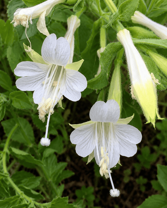 Epilobium 'Summer Snow' | White California Fuchsia | Annie's Annuals Annie's Annuals Annie's Annuals and Perennials