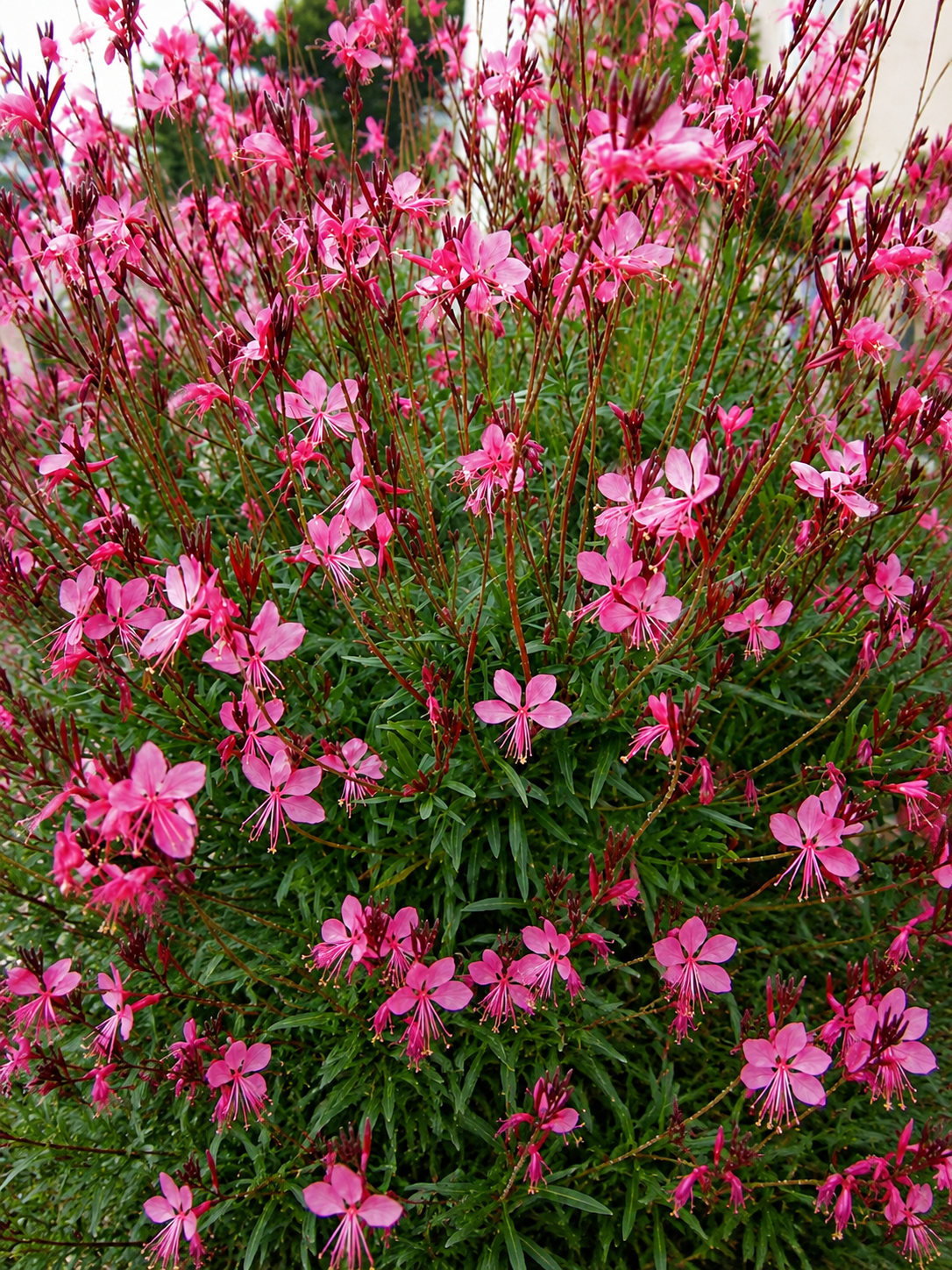Gaura lindheimeri 'Belleza Dark Pink' | Pink Wandflower | Annie's Annuals Annie's Annuals Annie's Annuals and Perennials