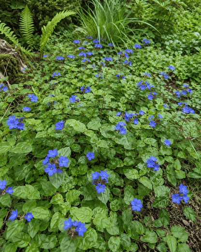 Ceratostigma plumbaginoides | Blue Plumbago Groundcover | Annie's Annuals Annie's Annuals Annie's Annuals and Perennials