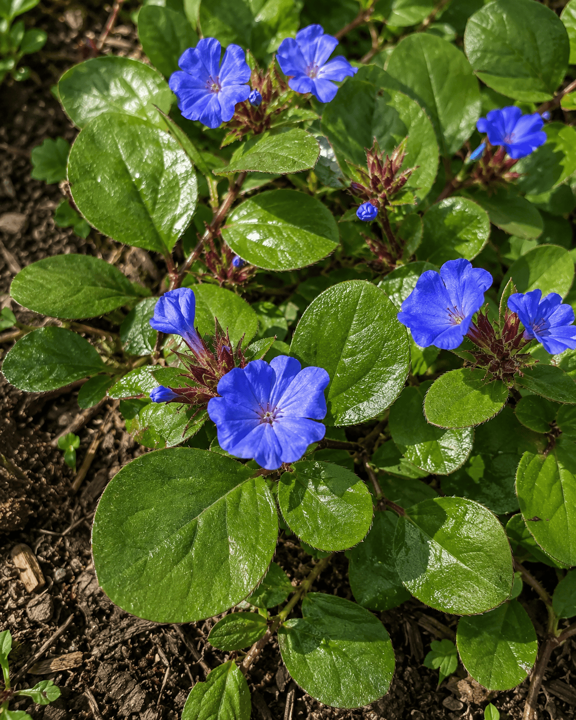 Ceratostigma plumbaginoides | Blue Plumbago Groundcover | Annie's Annuals Annie's Annuals Annie's Annuals and Perennials