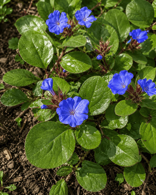 Ceratostigma plumbaginoides | Blue Plumbago Groundcover | Annie