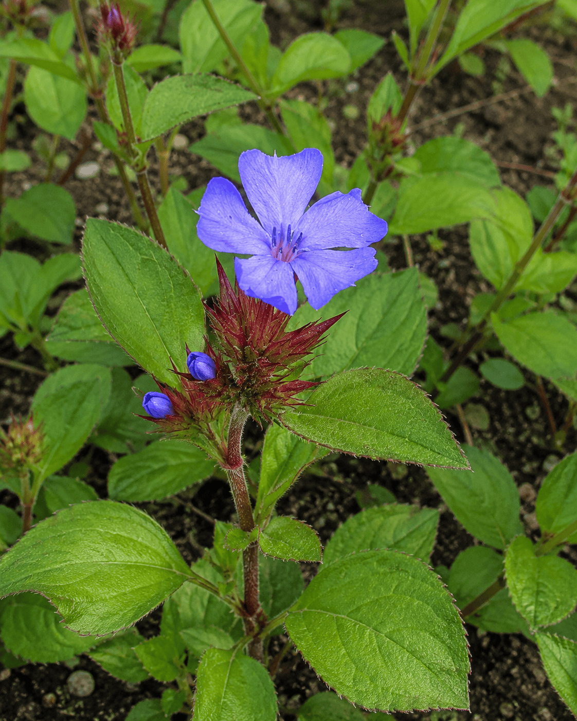 Ceratostigma plumbaginoides | Blue Plumbago Groundcover | Annie's Annuals Annie's Annuals Annie's Annuals and Perennials
