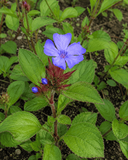 Ceratostigma plumbaginoides | Blue Plumbago Groundcover | Annie's Annuals Annie's Annuals Annie's Annuals and Perennials