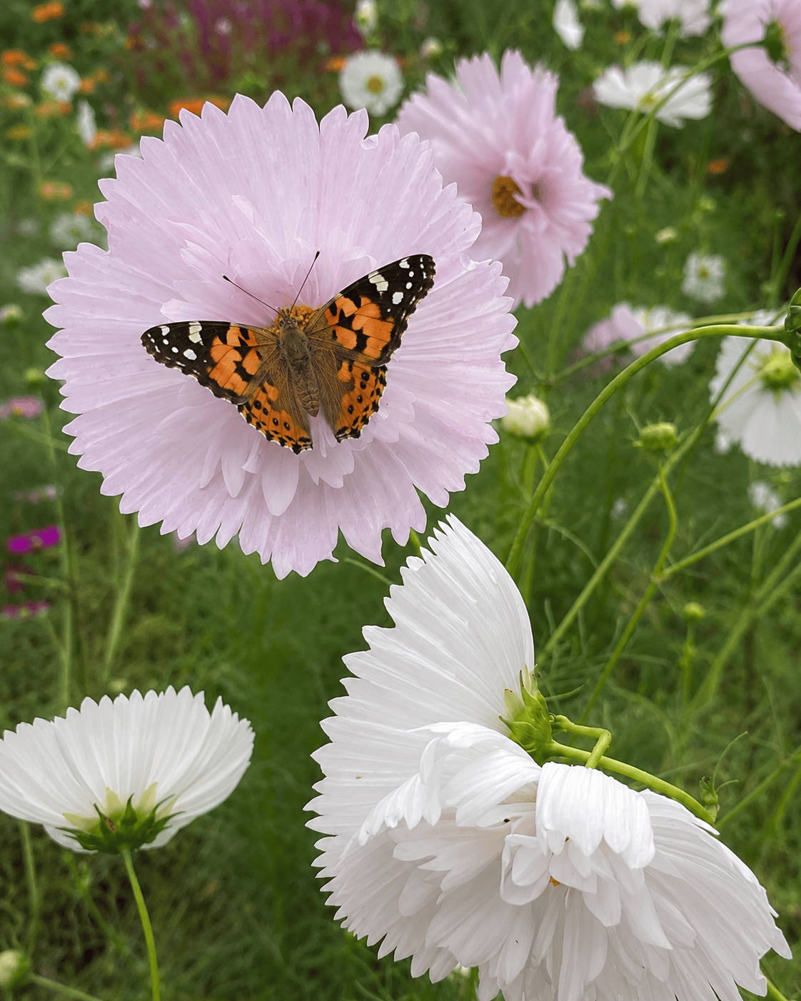 Cosmos bipinnatus 'Cupcakes and Saucers' | Cup-Shaped Cosmos | Annie's Annuals Annie's Annuals Annie's Annuals and Perennials