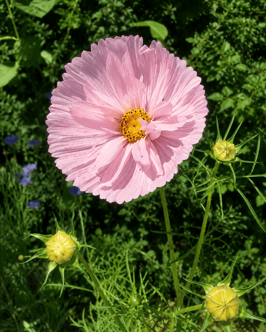 Cosmos bipinnatus 'Cupcakes and Saucers' | Cup-Shaped Cosmos | Annie's Annuals Annie's Annuals Annie's Annuals and Perennials