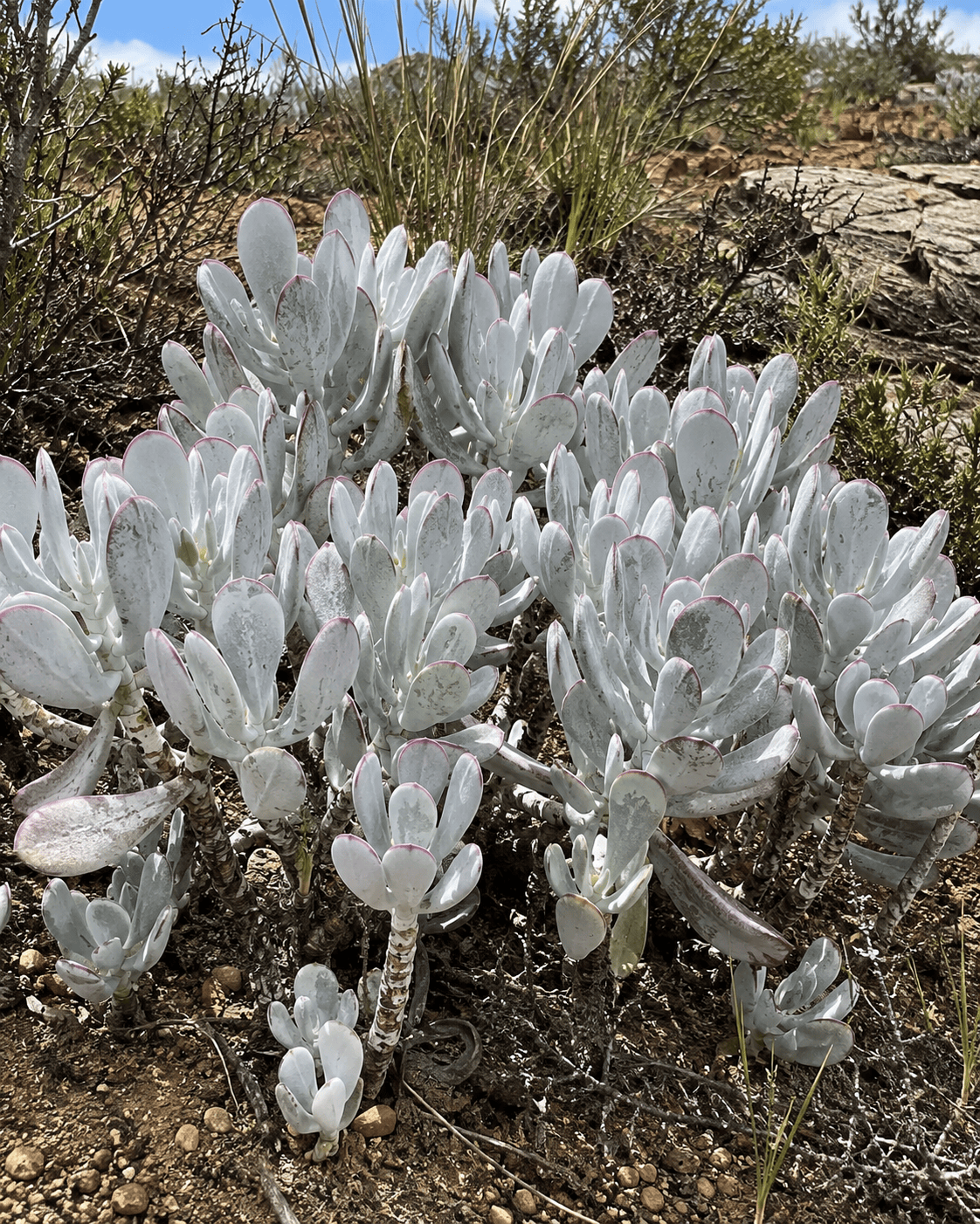Cotyledon orbiculata 'Silver Peak' | Silver Succulent