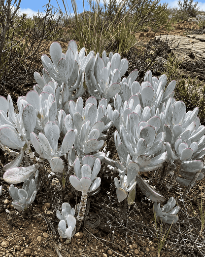 Cotyledon orbiculata 'Silver Peak' | Silver Succulent