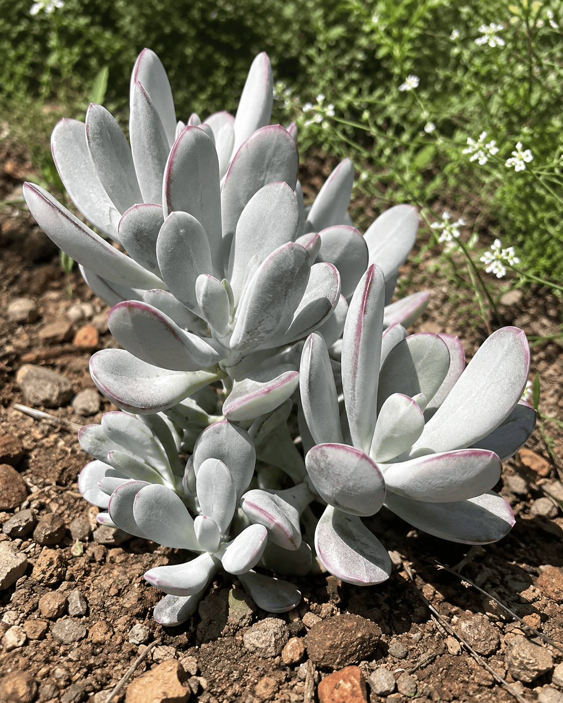 Cotyledon orbiculata 'Silver Peak' | Silver Succulent