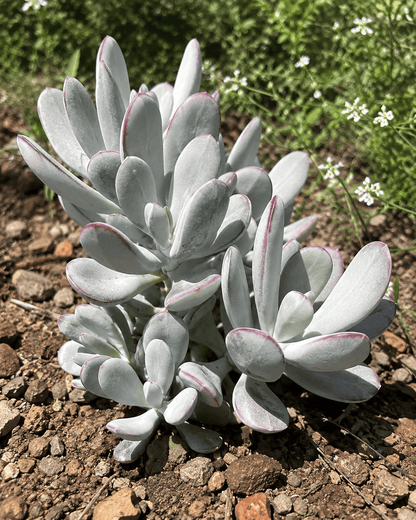 Cotyledon orbiculata 'Silver Peak' | Silver Succulent