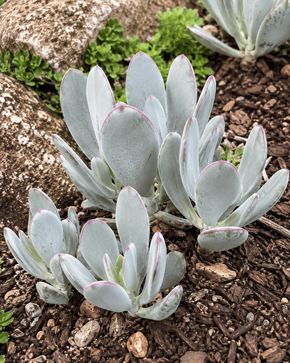 Cotyledon orbiculata 'Silver Peak' | Silver Succulent