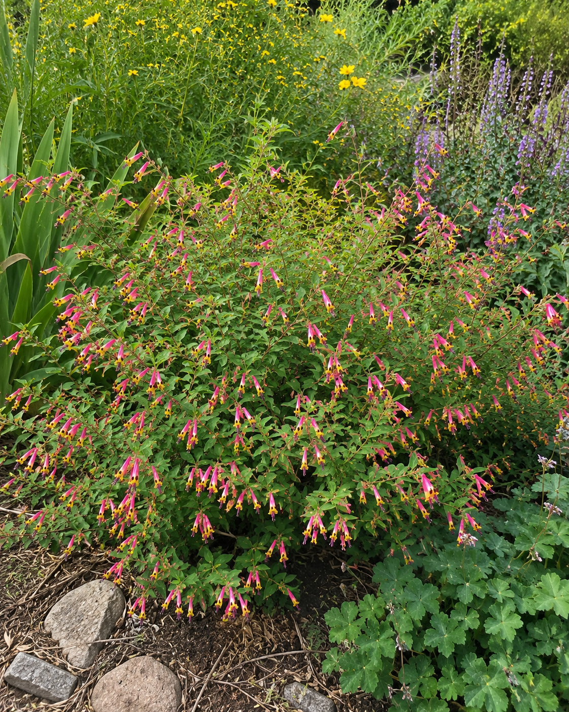 Cuphea 'Funny Face' | Colorful Cigar Plant | Annie's Annuals Annie's Annuals Annie's Annuals and Perennials