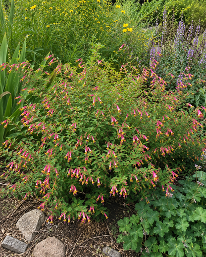 Cuphea 'Funny Face' | Colorful Cigar Plant | Annie's Annuals Annie's Annuals Annie's Annuals and Perennials