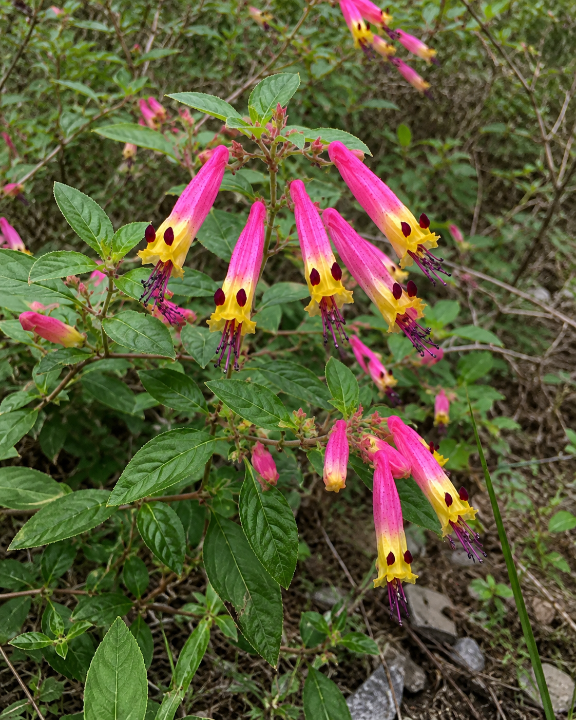 Cuphea 'Funny Face' | Colorful Cigar Plant | Annie's Annuals Annie's Annuals Annie's Annuals and Perennials