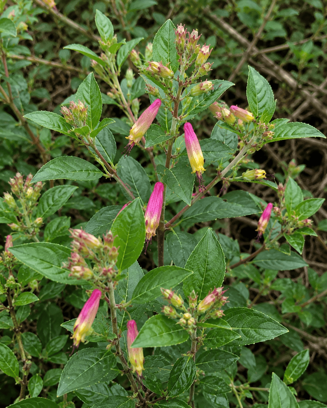 Cuphea 'Funny Face' | Colorful Cigar Plant | Annie's Annuals Annie's Annuals Annie's Annuals and Perennials