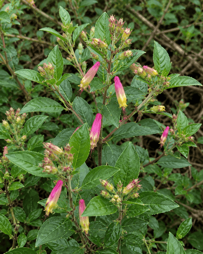Cuphea 'Funny Face' | Colorful Cigar Plant | Annie's Annuals Annie's Annuals Annie's Annuals and Perennials