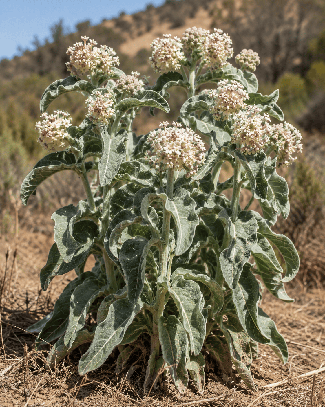 Asclepias eriocarpa | Indian Milkweed | Annie's Annuals Annie's Annuals Annie's Annuals and Perennials