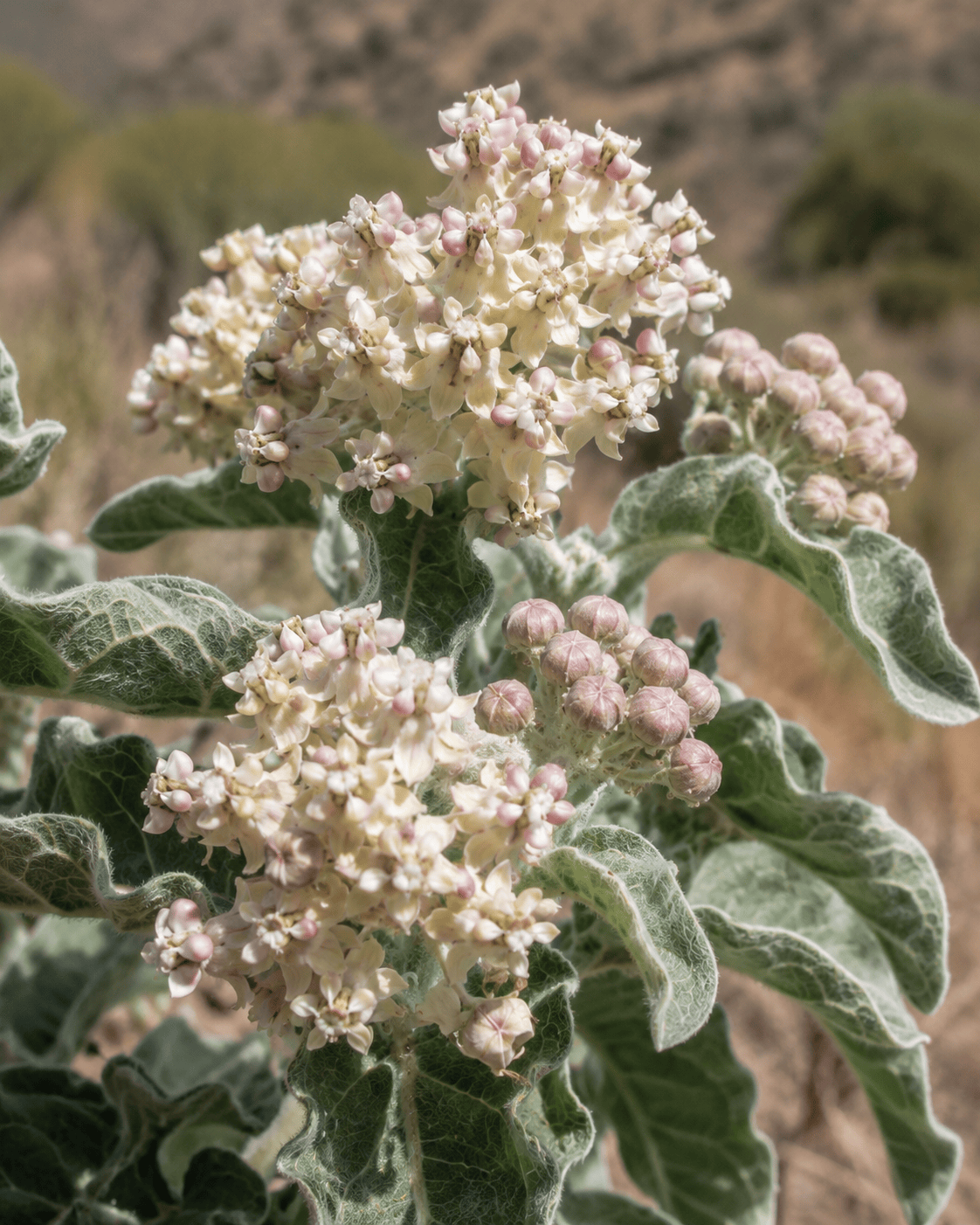 Asclepias eriocarpa | Indian Milkweed | Annie's Annuals Annie's Annuals Annie's Annuals and Perennials