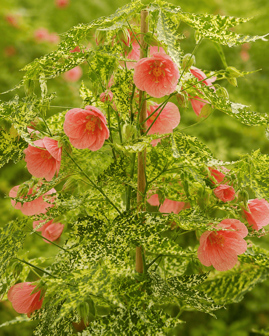 Abutilon pictum 