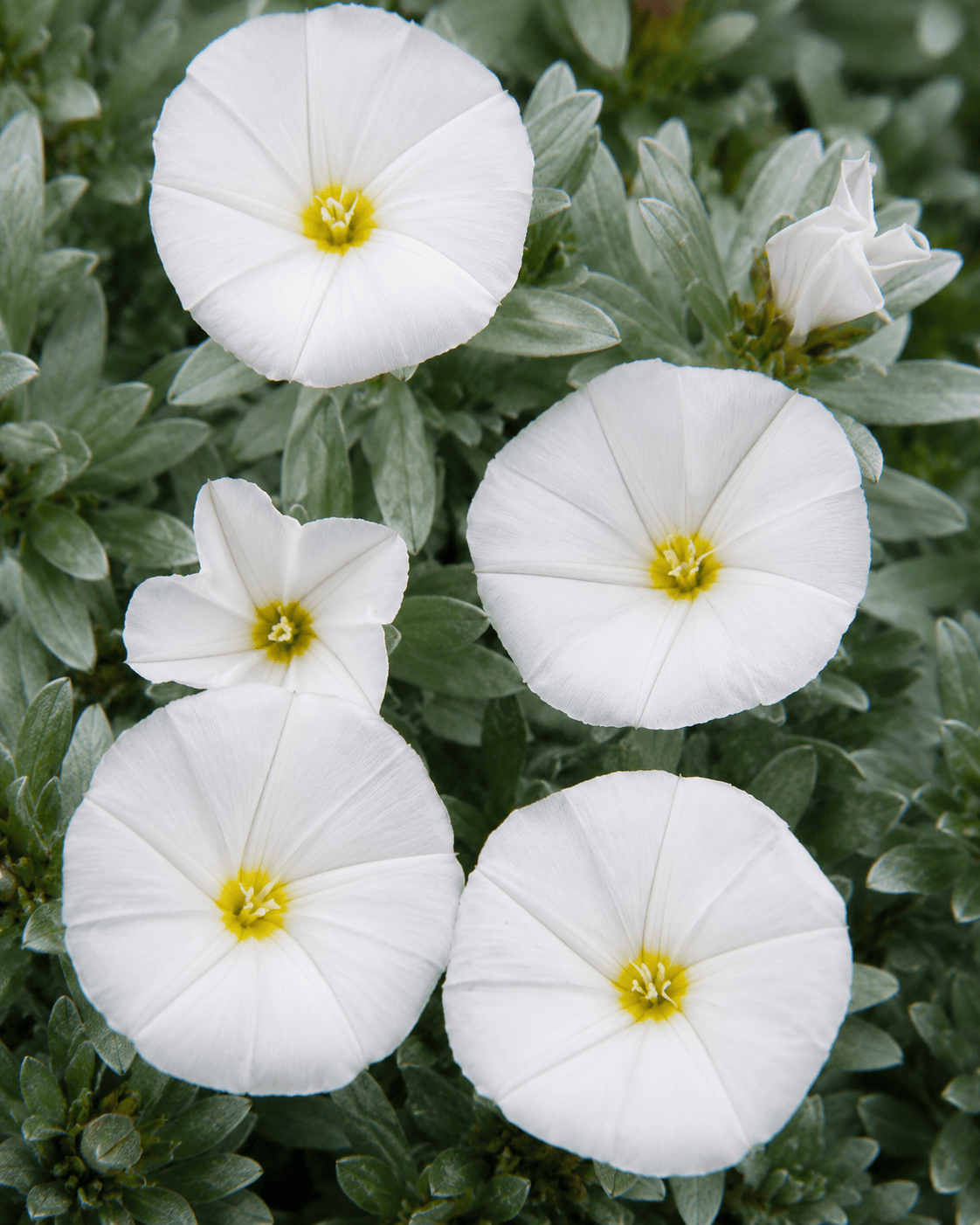 Convolvulus cneorum | Bush Morning Glory | Annie's Annuals Annie's Annuals Annie's Annuals and Perennials