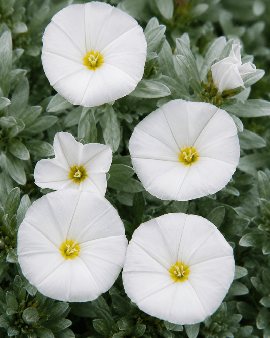 Convolvulus cneorum | Bush Morning Glory | Annie's Annuals Annie's Annuals Annie's Annuals and Perennials