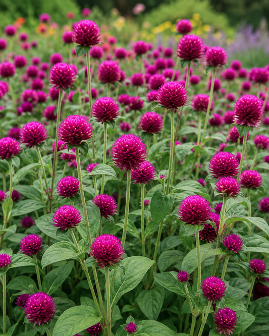 Gomphrena 'Gnome Purple' | Globe Amaranth | Annie's Annuals Annie's Annuals Annie's Annuals and Perennials