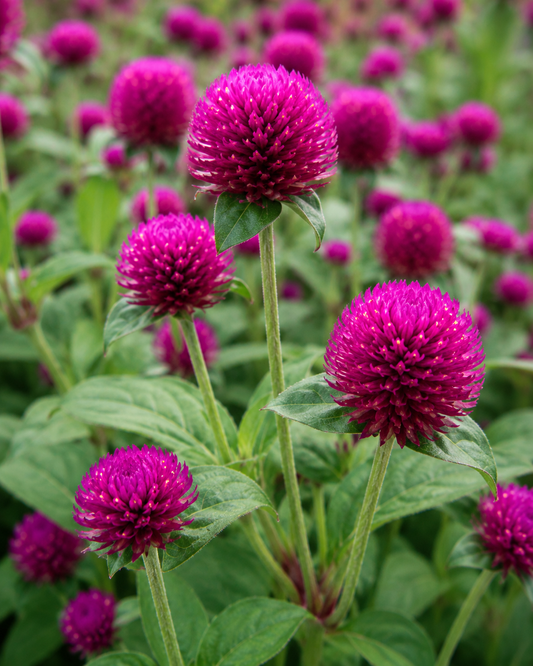 Gomphrena 