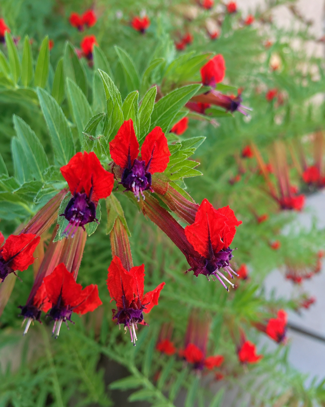 Cuphea 'Firecracker' | Cigar Plant | Annie's Annuals Annie's Annuals Annie's Annuals and Perennials