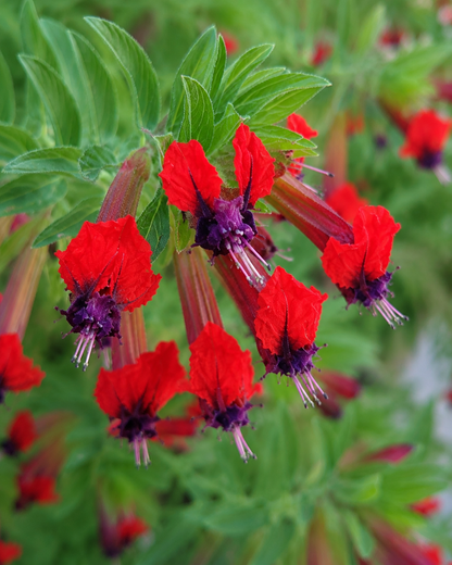 Cuphea 'Firecracker' | Cigar Plant | Annie's Annuals Annie's Annuals Annie's Annuals and Perennials