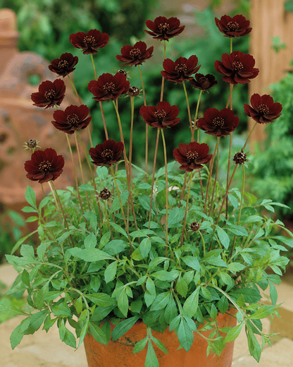 Cosmos 'Choca Mocha' | Annual Cosmos | Annie's Annuals Annie's Annuals Annie's Annuals and Perennials