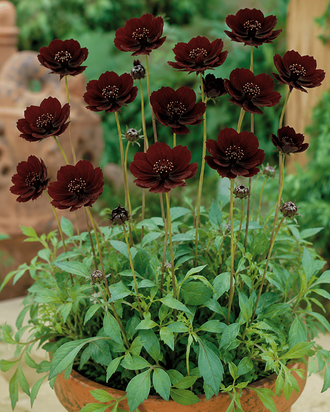 Cosmos 'Choca Mocha' | Annual Cosmos | Annie's Annuals Annie's Annuals Annie's Annuals and Perennials