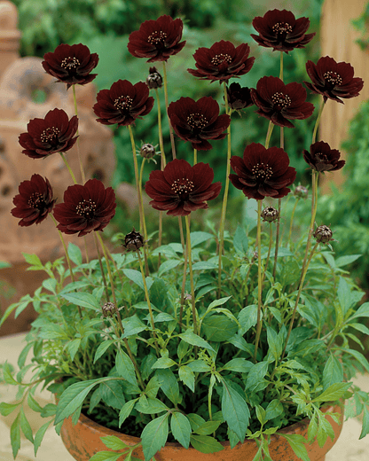 Cosmos 'Choca Mocha' | Annual Cosmos | Annie's Annuals Annie's Annuals Annie's Annuals and Perennials