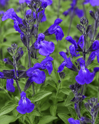 Salvia greggii - Mirage Blue