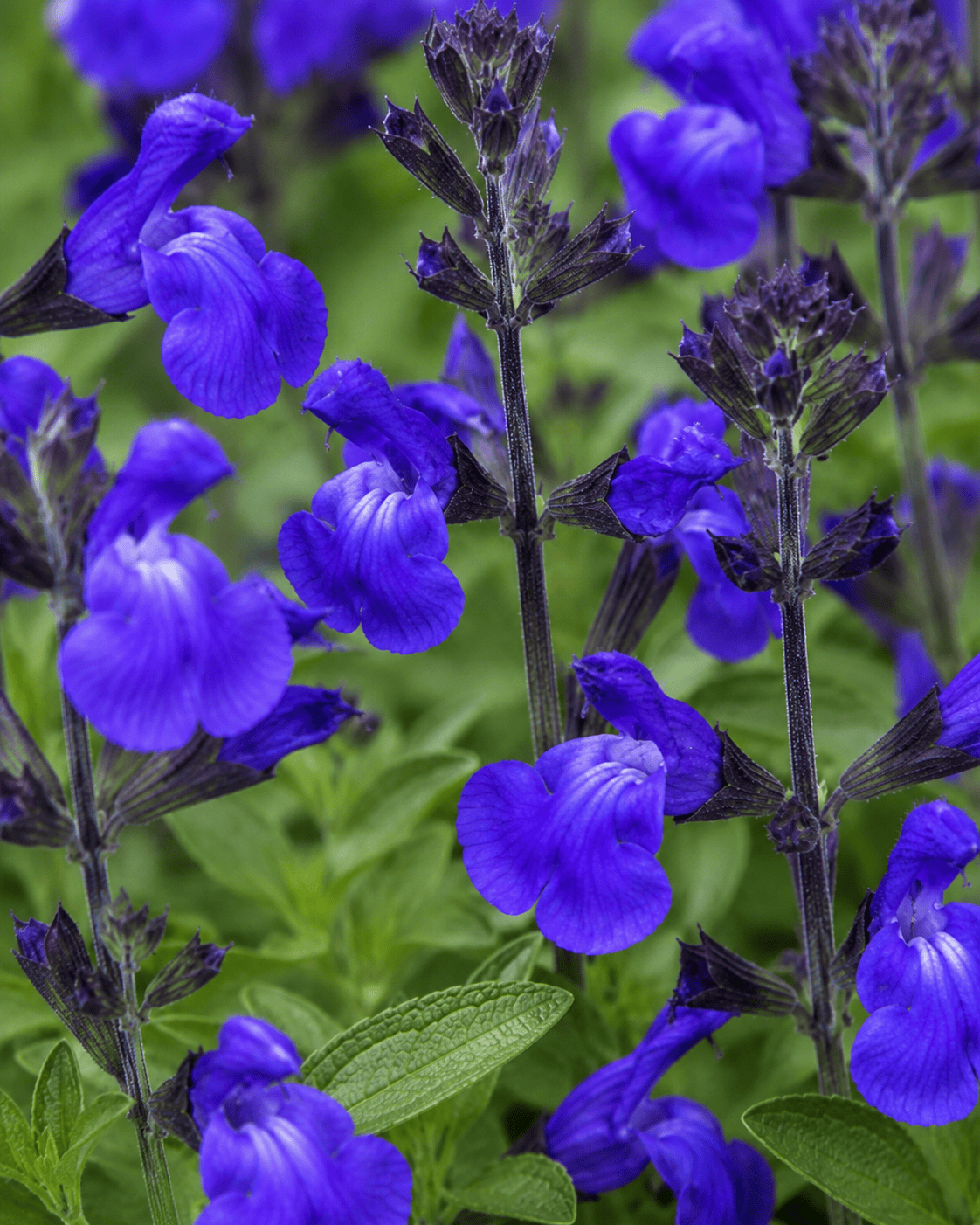 Salvia greggii - Mirage Blue