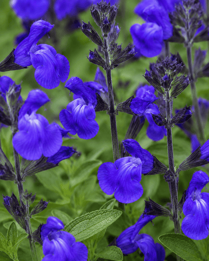 Salvia greggii - Mirage Blue