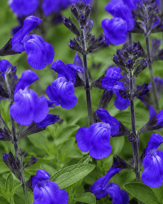 Salvia greggii 'Mirage Blue' | Autumn Sage | Annie's Annuals Annie's Annuals Annie's Annuals and Perennials