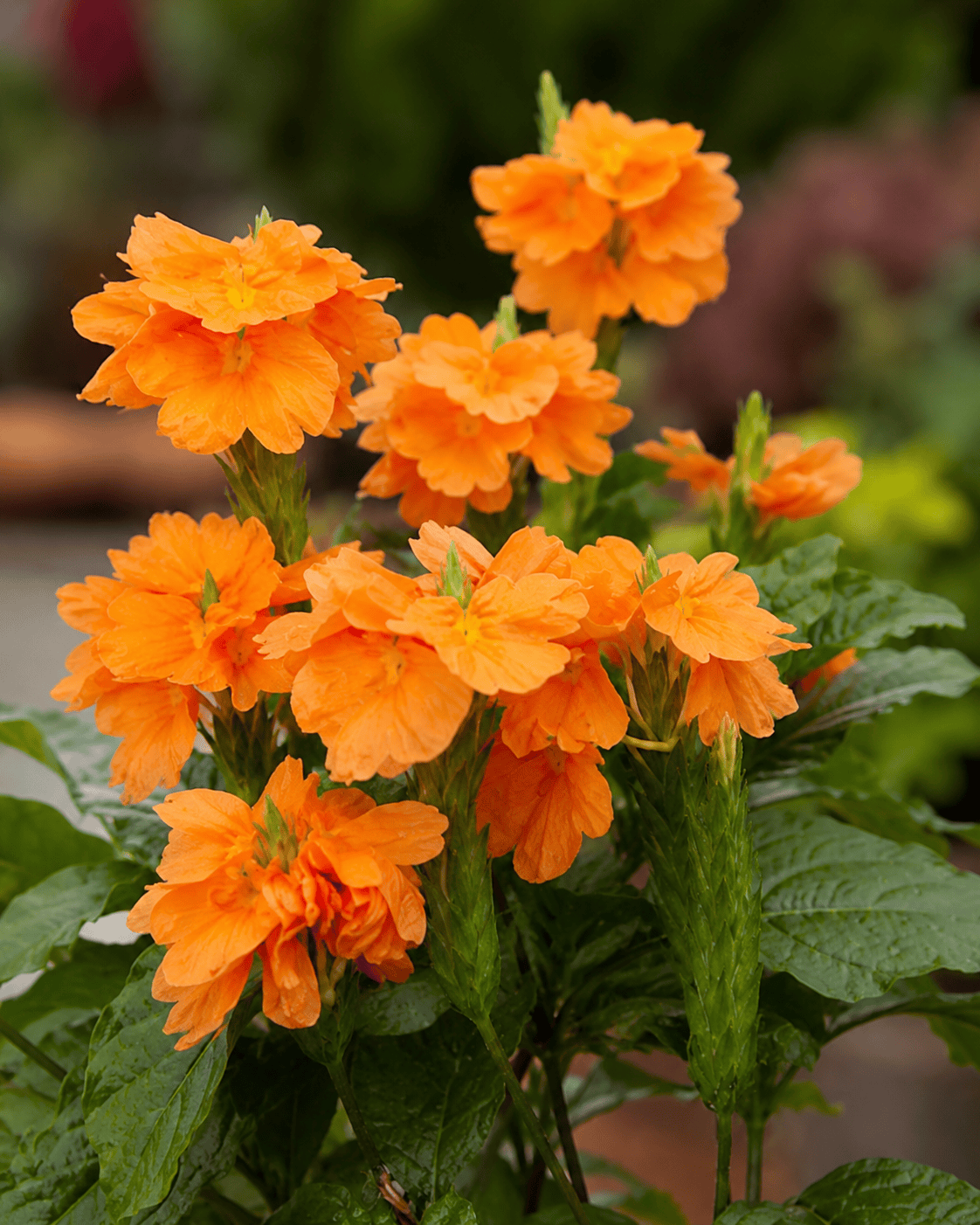 Crossandra 'Orange Marmalade' | Firecracker Flower | Annie's Annuals Annie's Annuals Annie's Annuals and Perennials